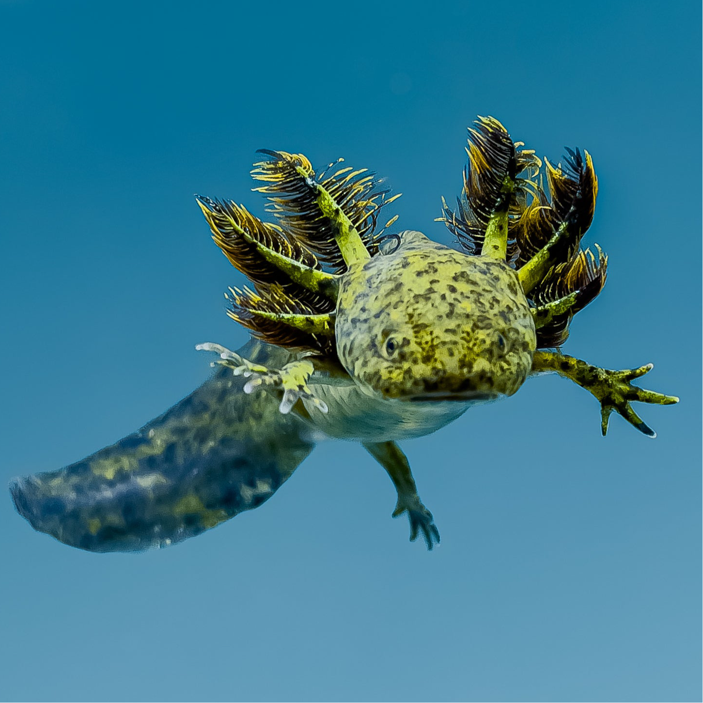 Wild Type Axolotl