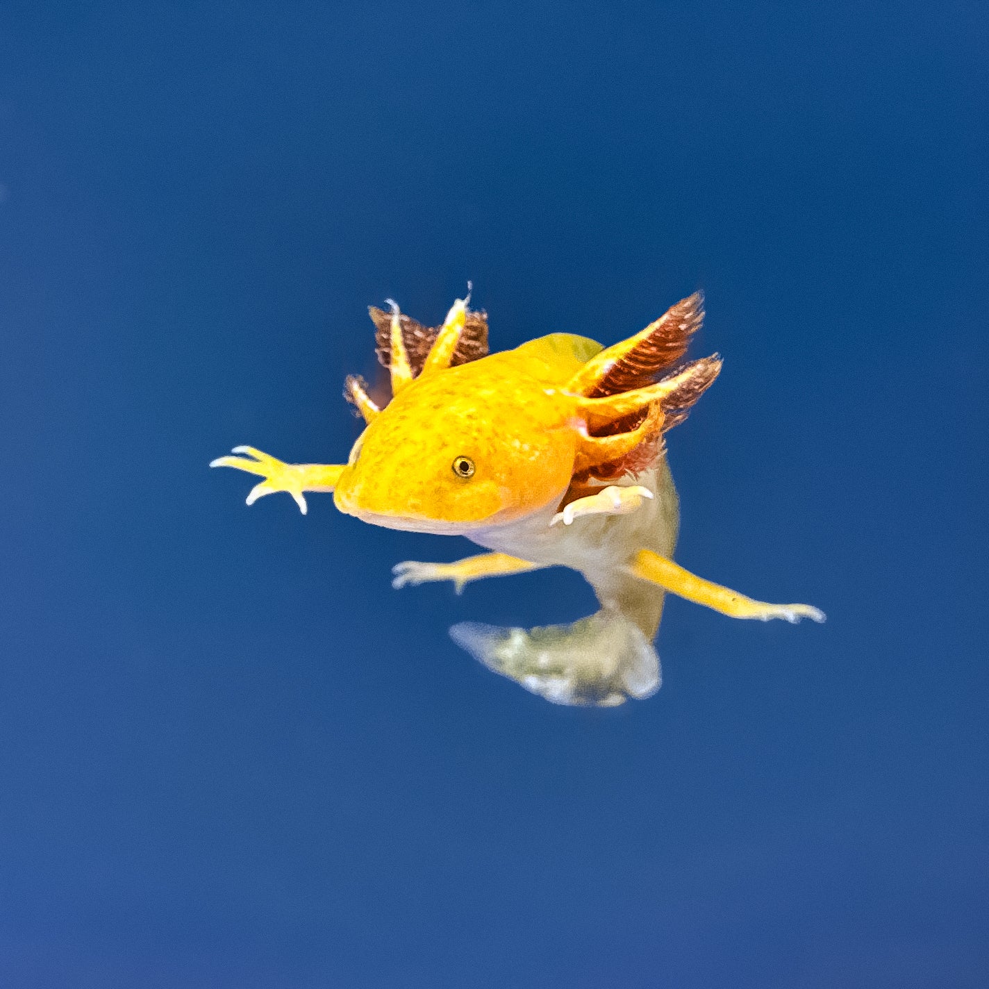 Hypomelanistic Axolotl