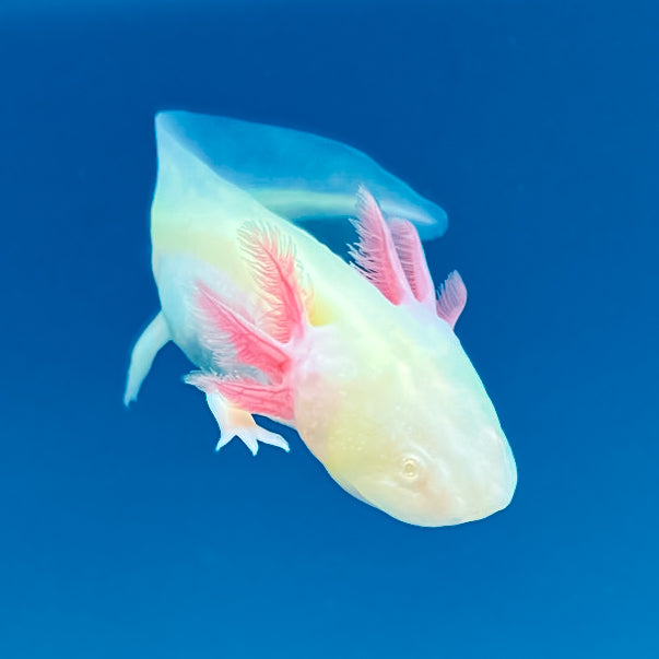 GFP Albino Axolotl