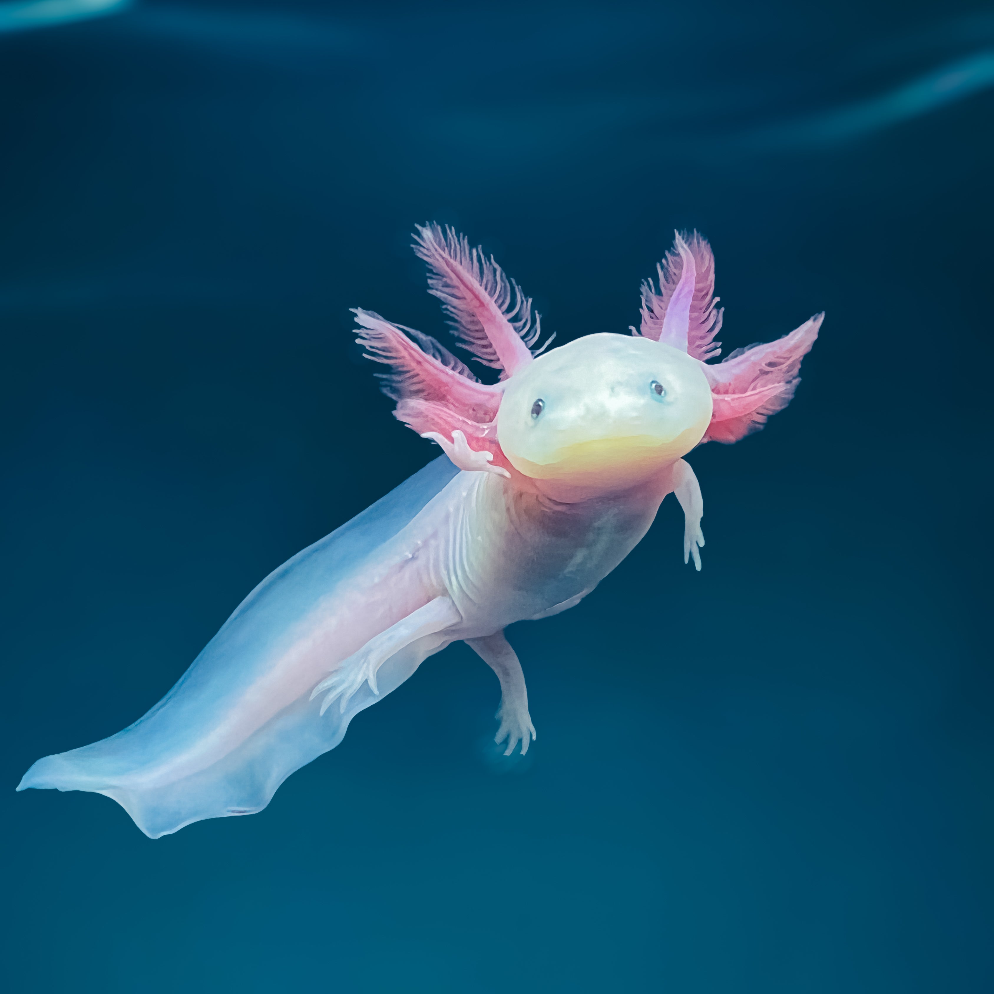 Leucistic Axolotl