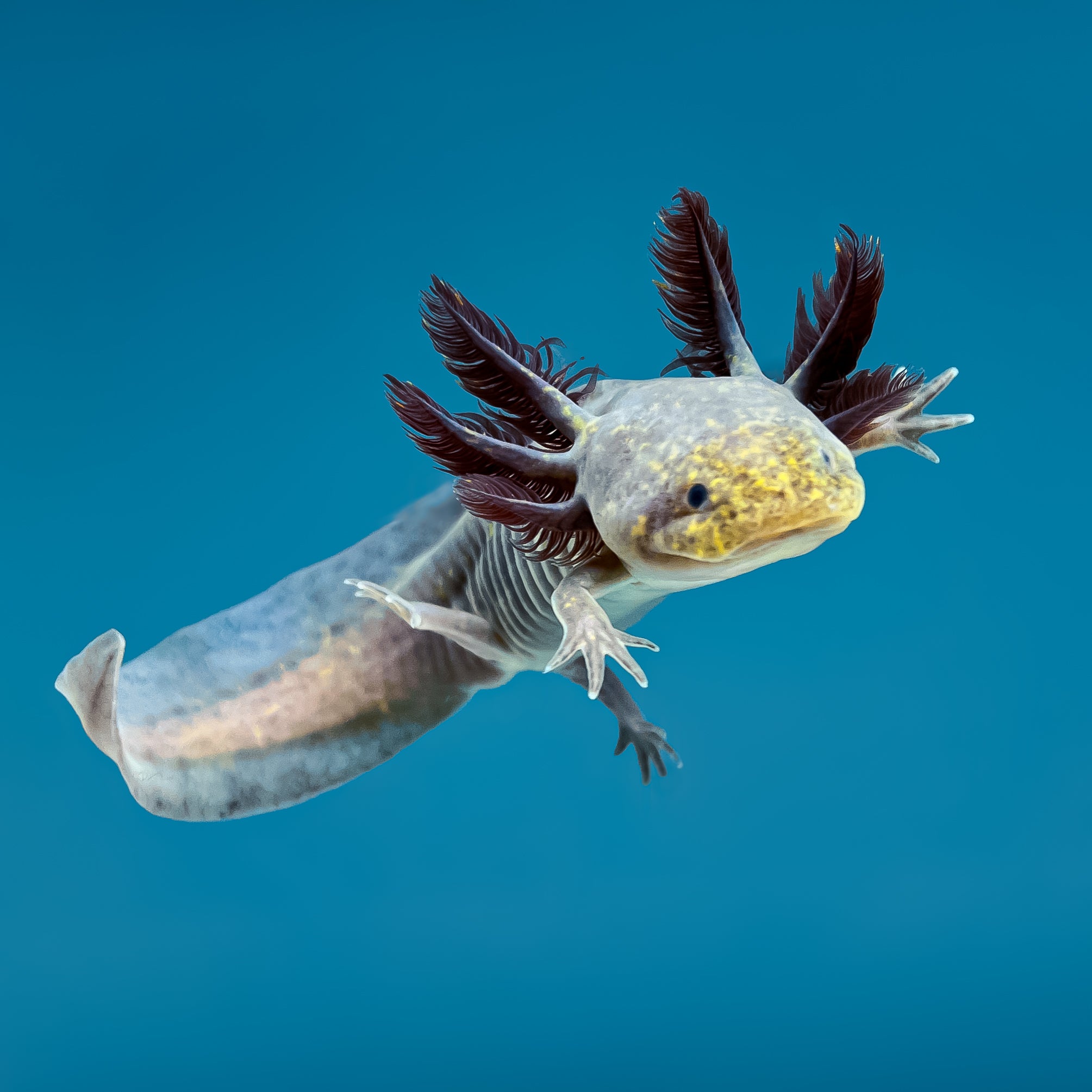 Copper Melanoid Axolotl