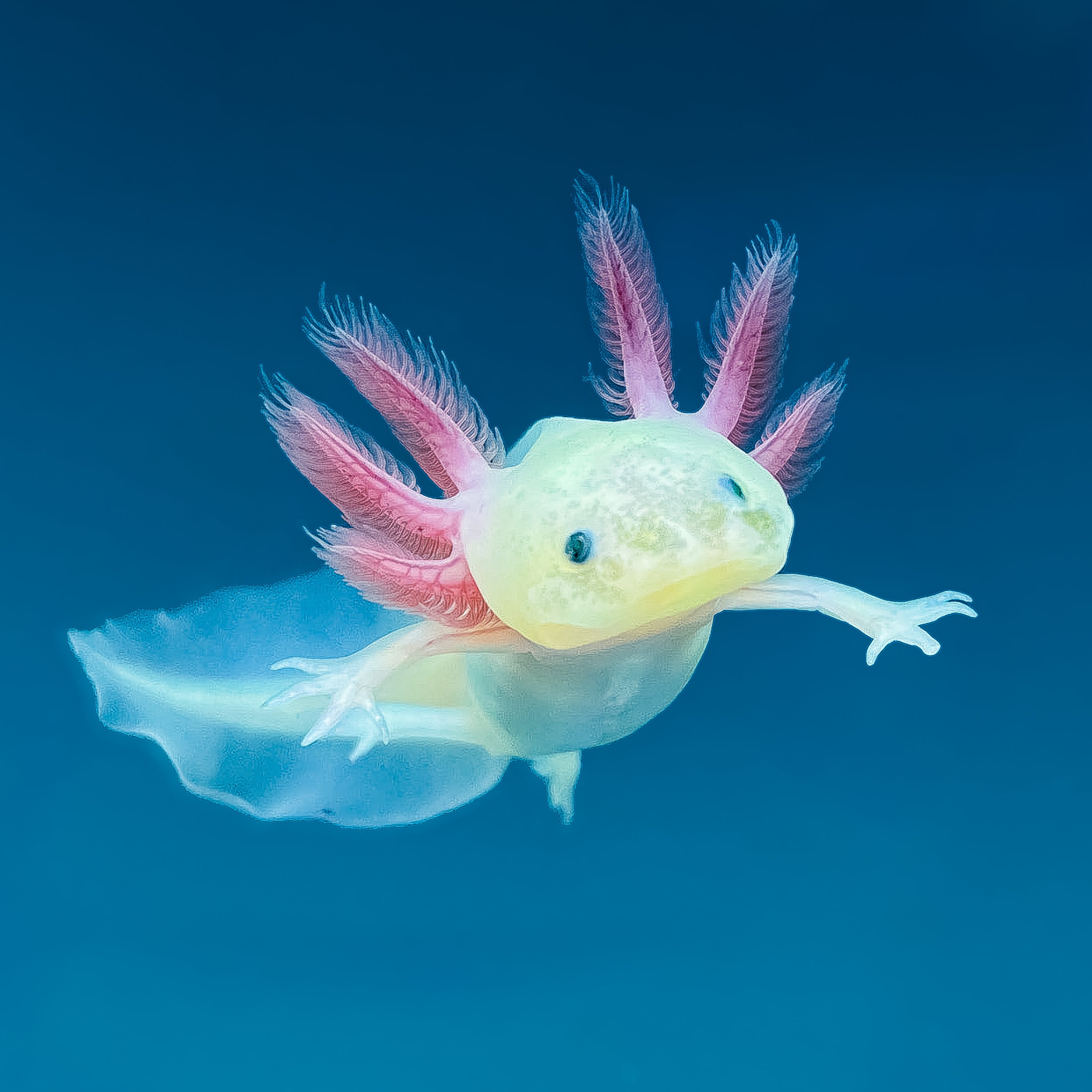 Leucistic GFP Axolotl