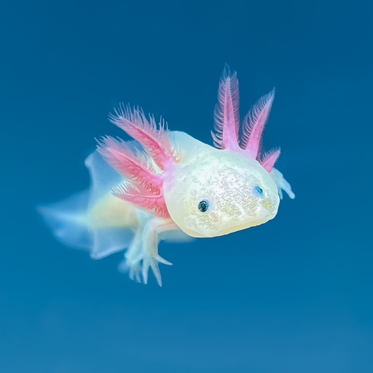 Leucistic GFP Axolotl