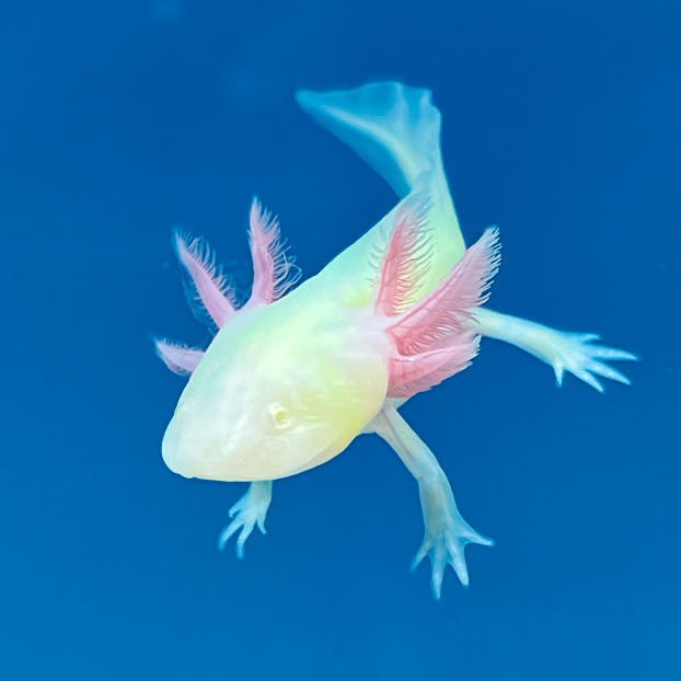 GFP Albino Axolotl