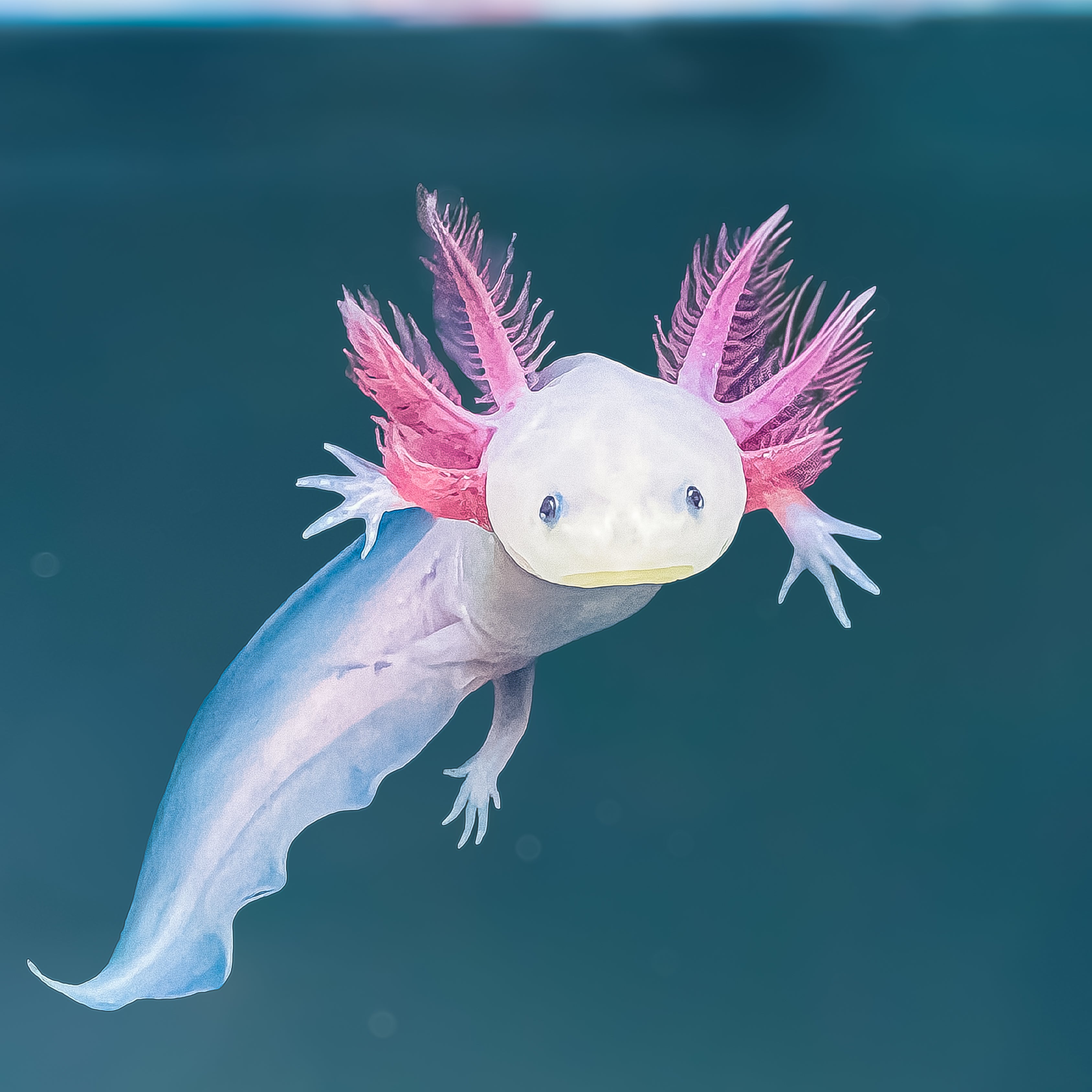 Leucistic Axolotl