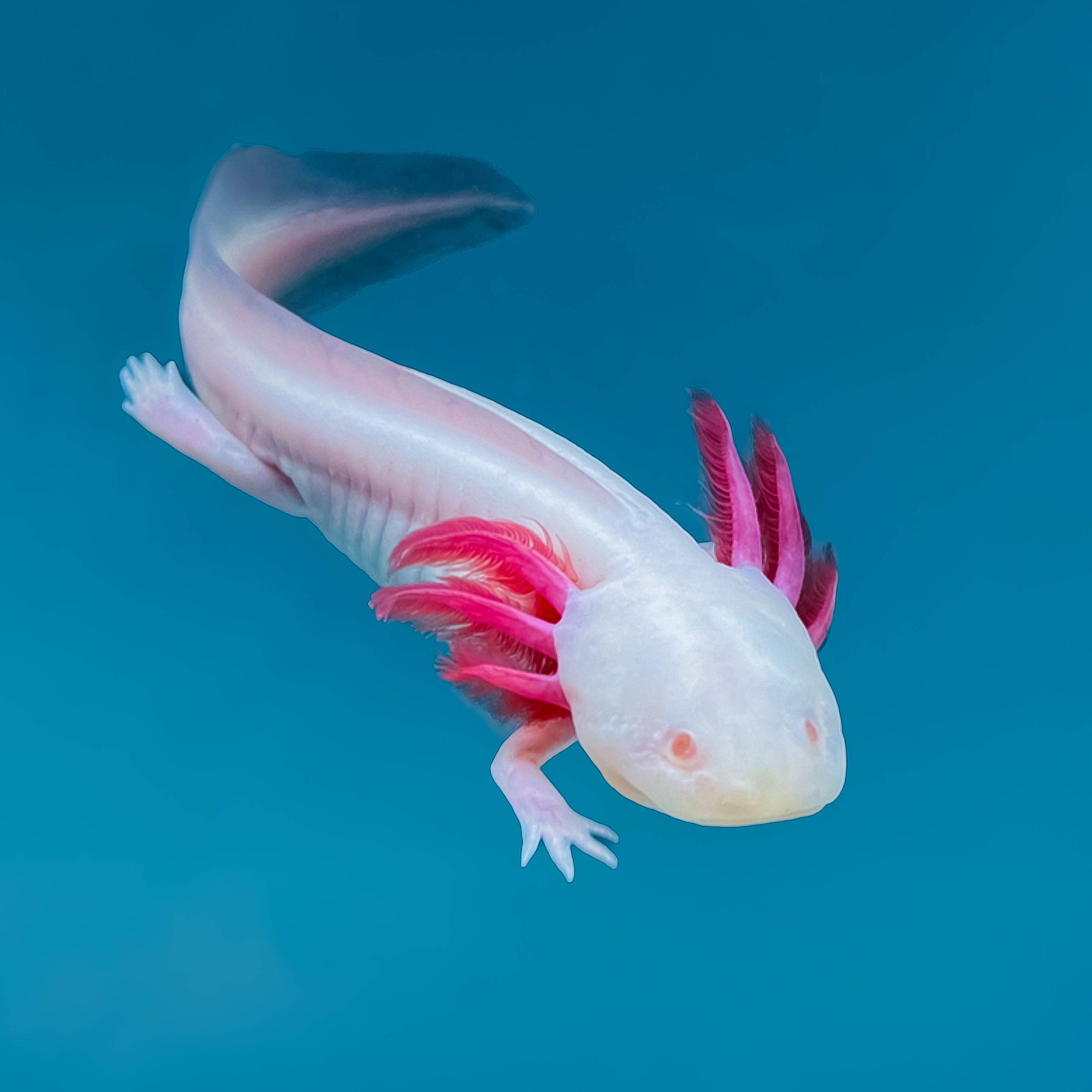 Albino Axolotl