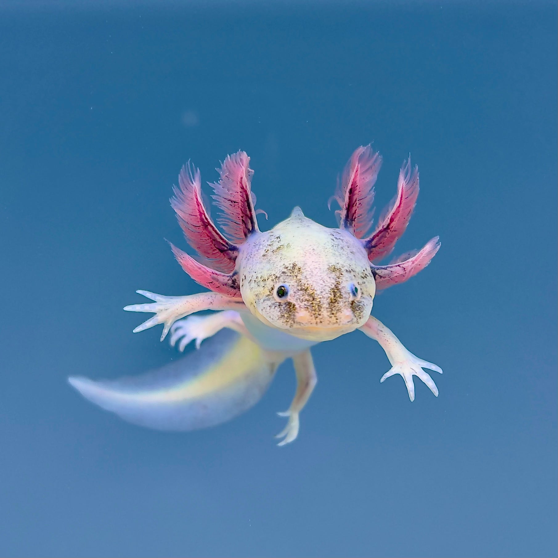 GFP Blue-Gill Dirty Leucistic Axolotl