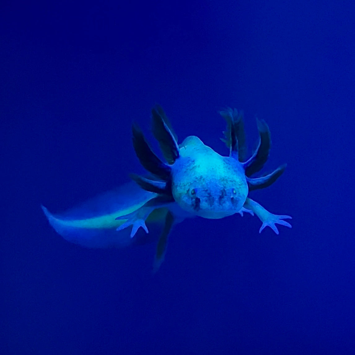 GFP Blue-Gill Dirty Leucistic Axolotl