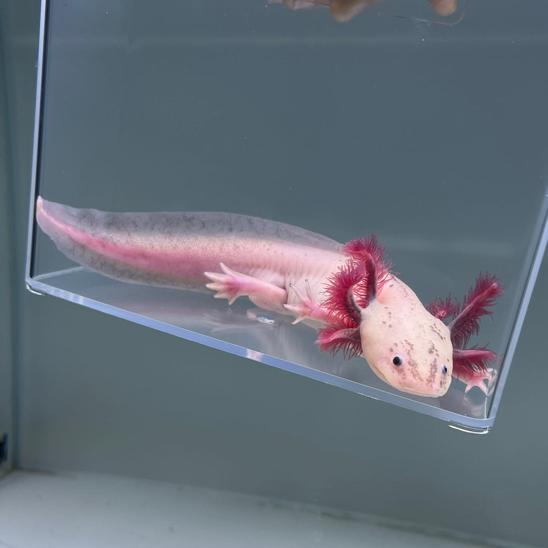 Axolotl-Funny Axolotl Animal Gifts-Axolotl Gifts Men Women Kids  Photographic Print for Sale by starshop