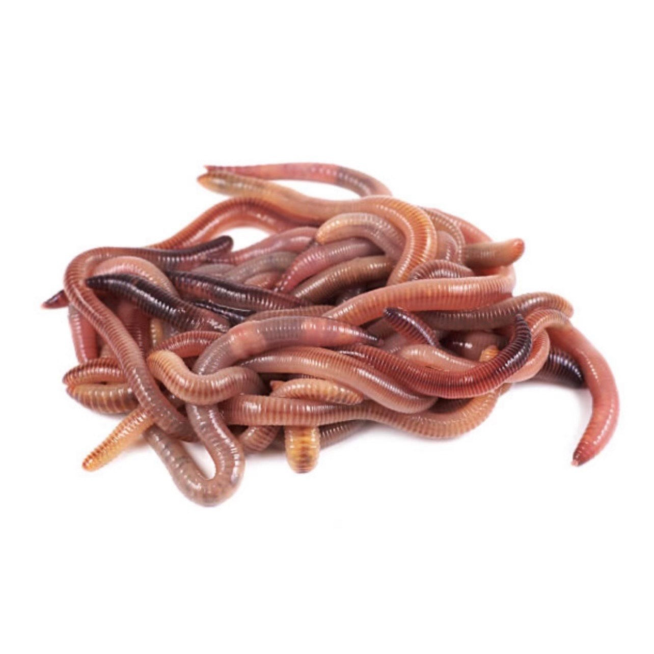 Nightcrawler Feeder Pack (Axolotl Food Subscription)