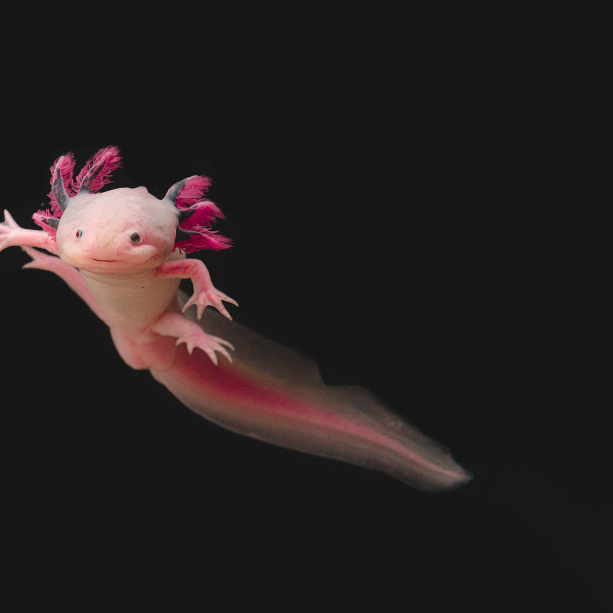Salamandra Axolotl Onde Comprar Outlet Prices Dpise2022 dps uminho pt salamandra-axolotl-onde-comprar-outlet-prices-dpise2022-dps-uminho-pt