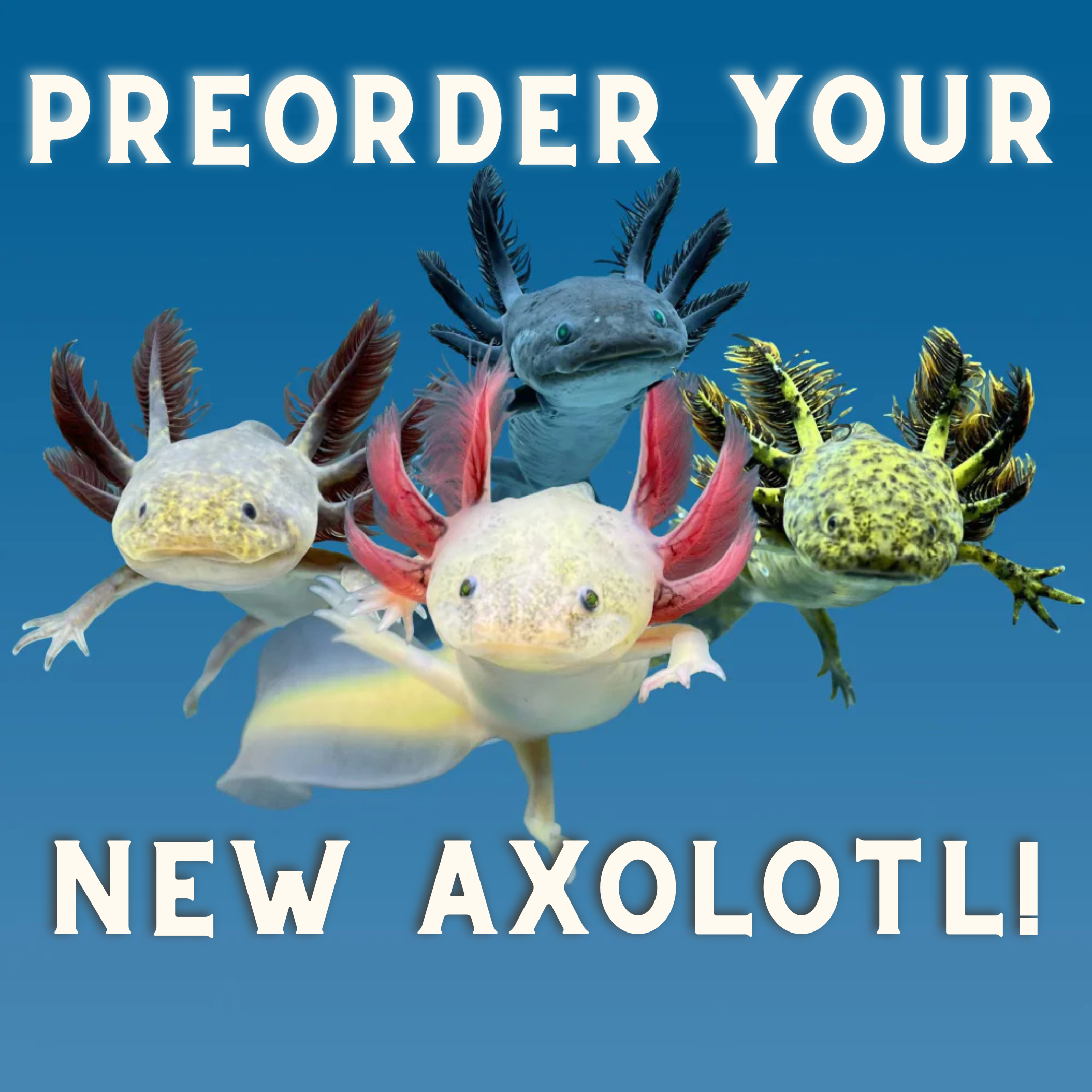 Preorder Your Axolotl for Christmas – Limited Holiday Edition