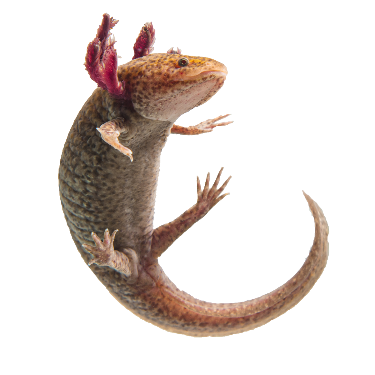 Axolotl Planet | Axolotls for Sale, Learn About Axolotls, and More!