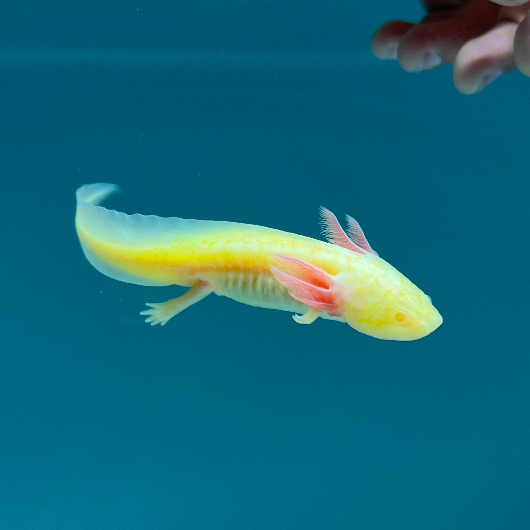 yellow axolotl