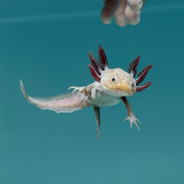 Melanoid Axanthic Copper Axolotl Axolotls For Sale Axolotl