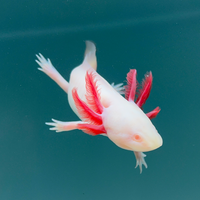 Rescue Axolotls