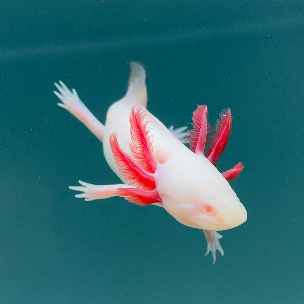 Albino Axolotl Axolotls For Sale Axolotl