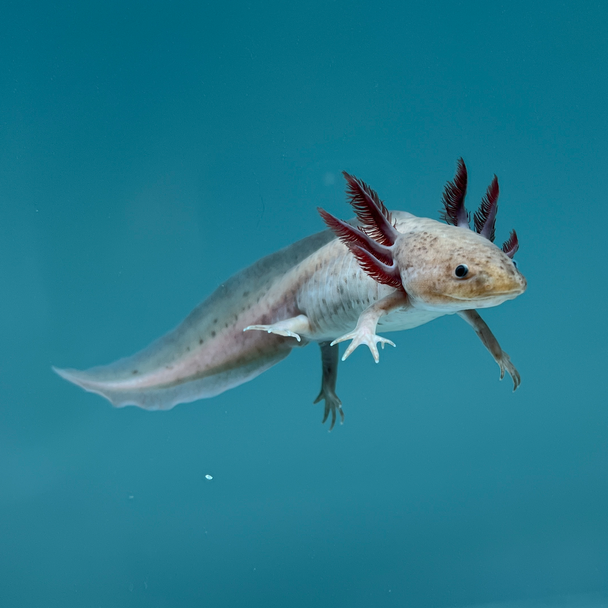 Melanoid Axanthic Copper Axolotl | Axolotls For Sale | Axolotl Planet