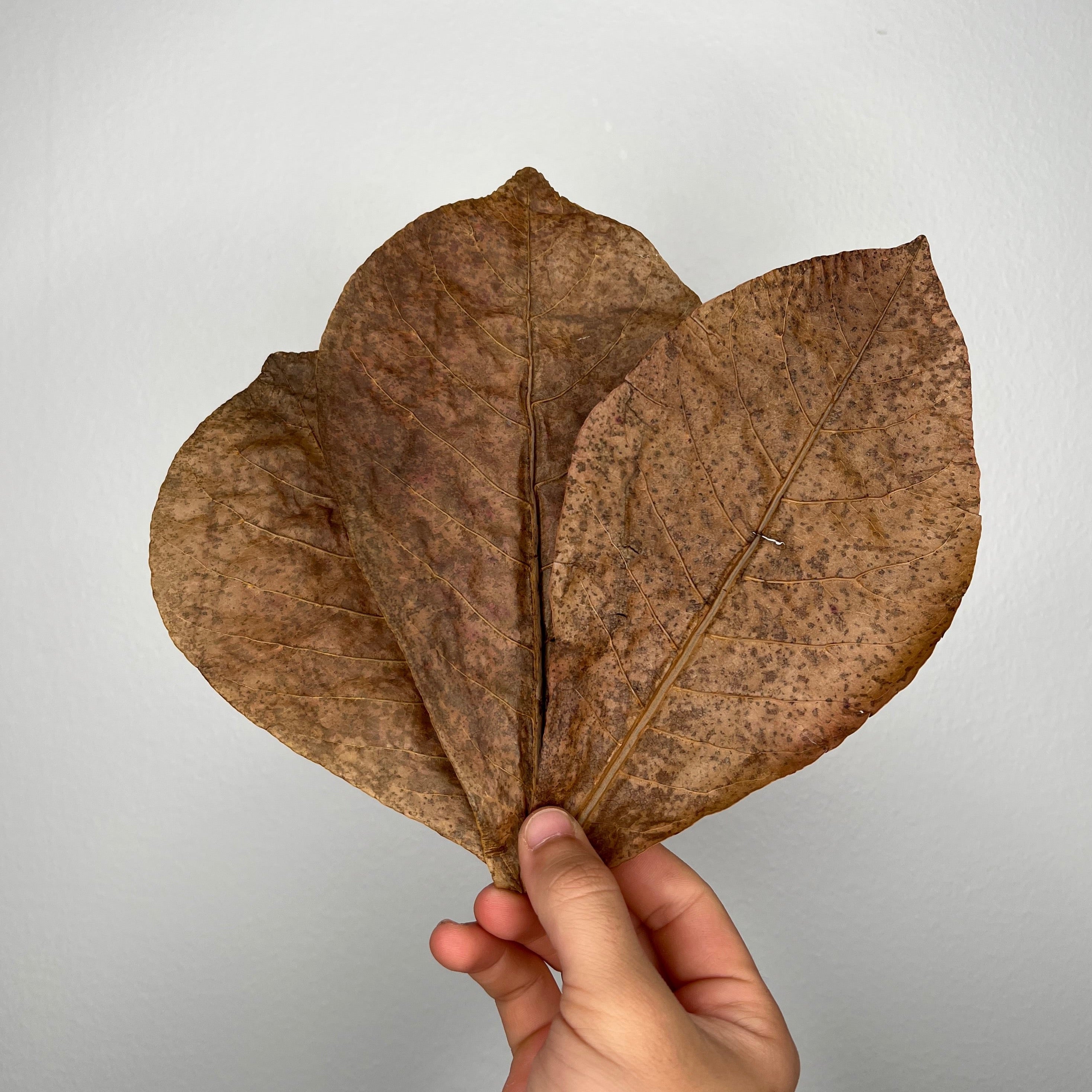 Indian Almond Leaves