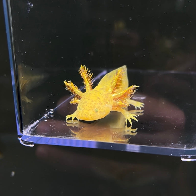 GFP Copper Axolotl Axolotls For Sale Axolotl