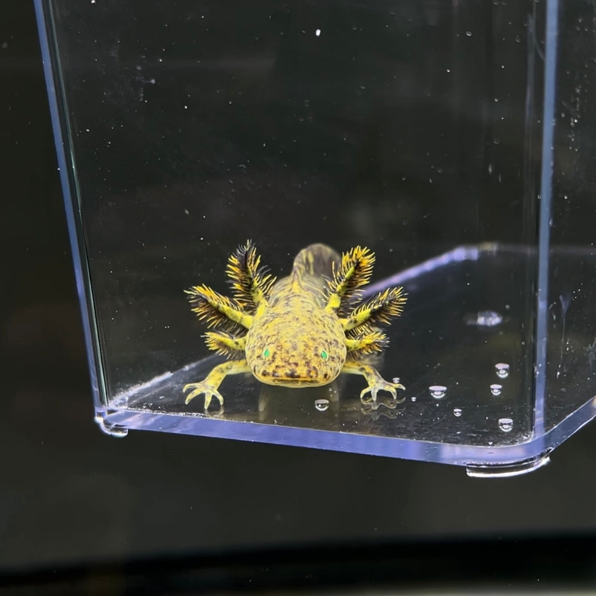 GFP Wild Type Axolotl Axolotls For Sale Axolotl