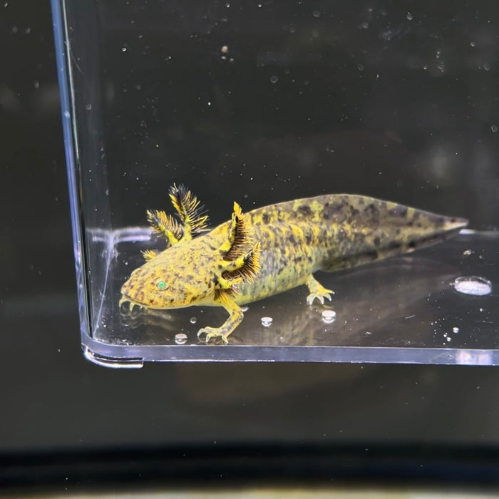 GFP Wild Type Axolotl Axolotls For Sale Axolotl