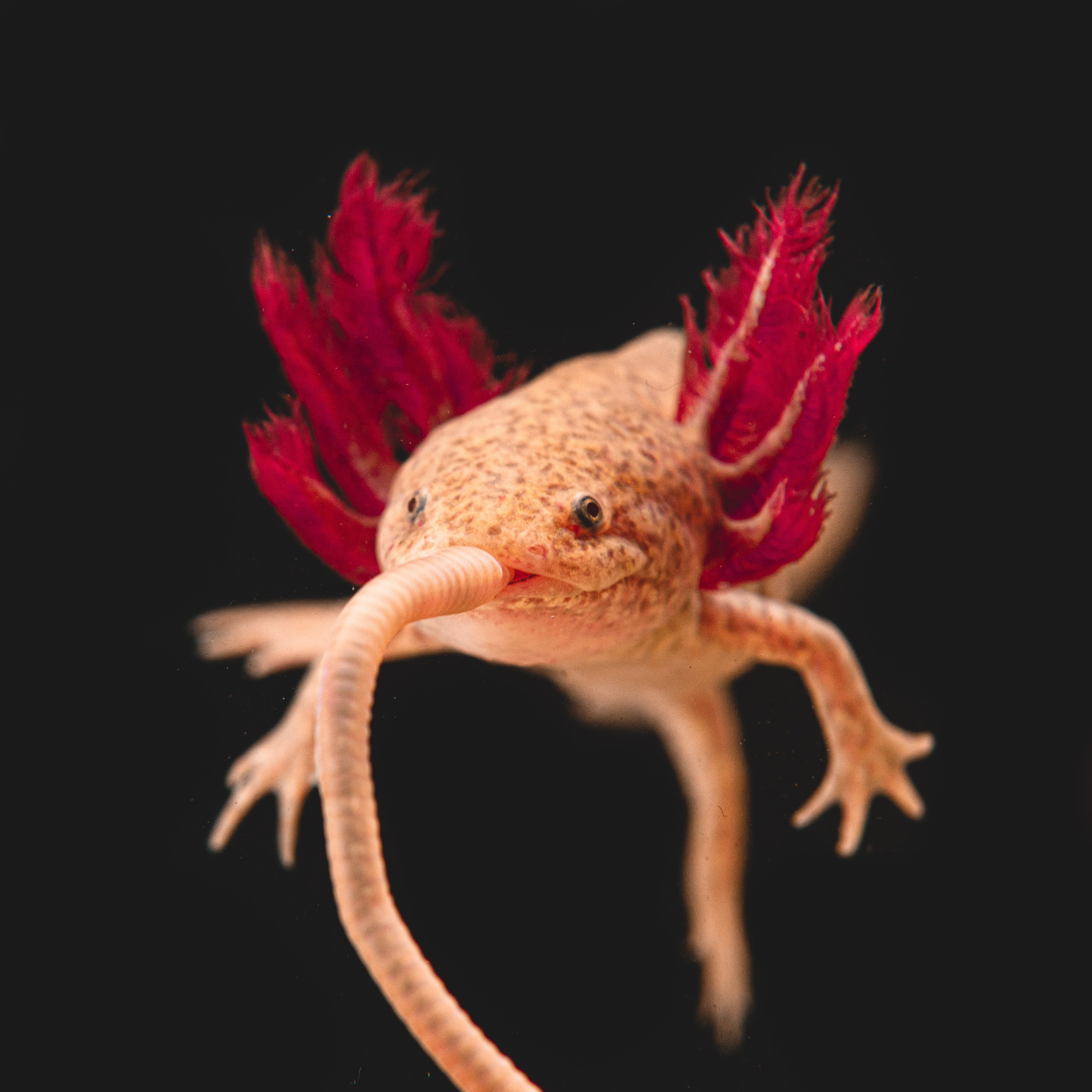 Axolotl Planet Axolotls for Sale Learn About Axolotls and More