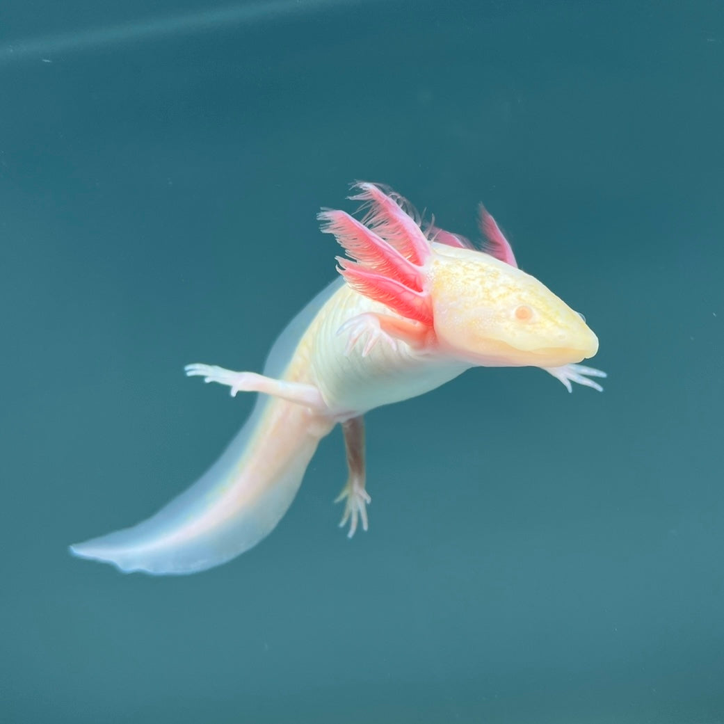 Albino Melanoid from Axolotl Planet