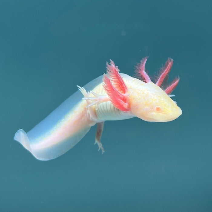 Albino Melanoid Axolotl Axolotls For Sale Axolotl