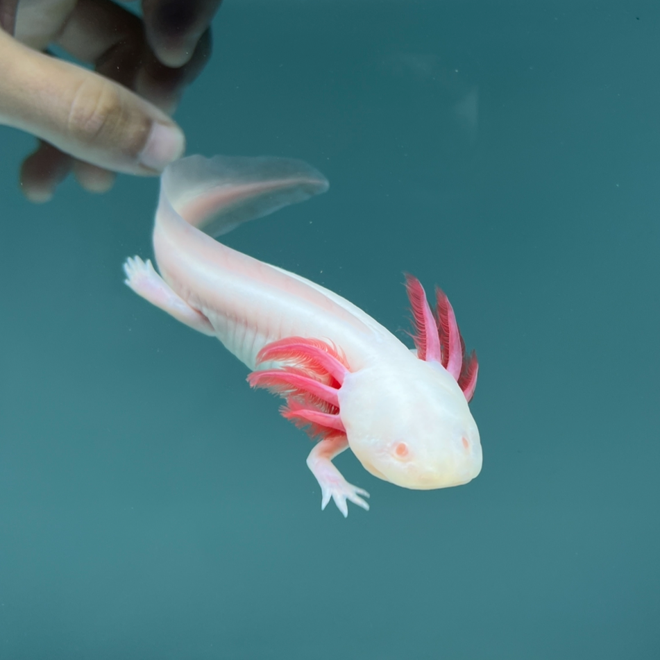 Axolotls For Sale Axolotl Planet axolotls-for-sale-axolotl-planet