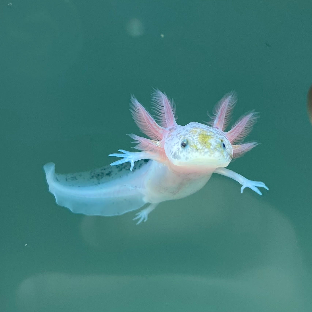 Dirty Leucistic Axolotl | Axolotls For Sale | Axolotl Planet