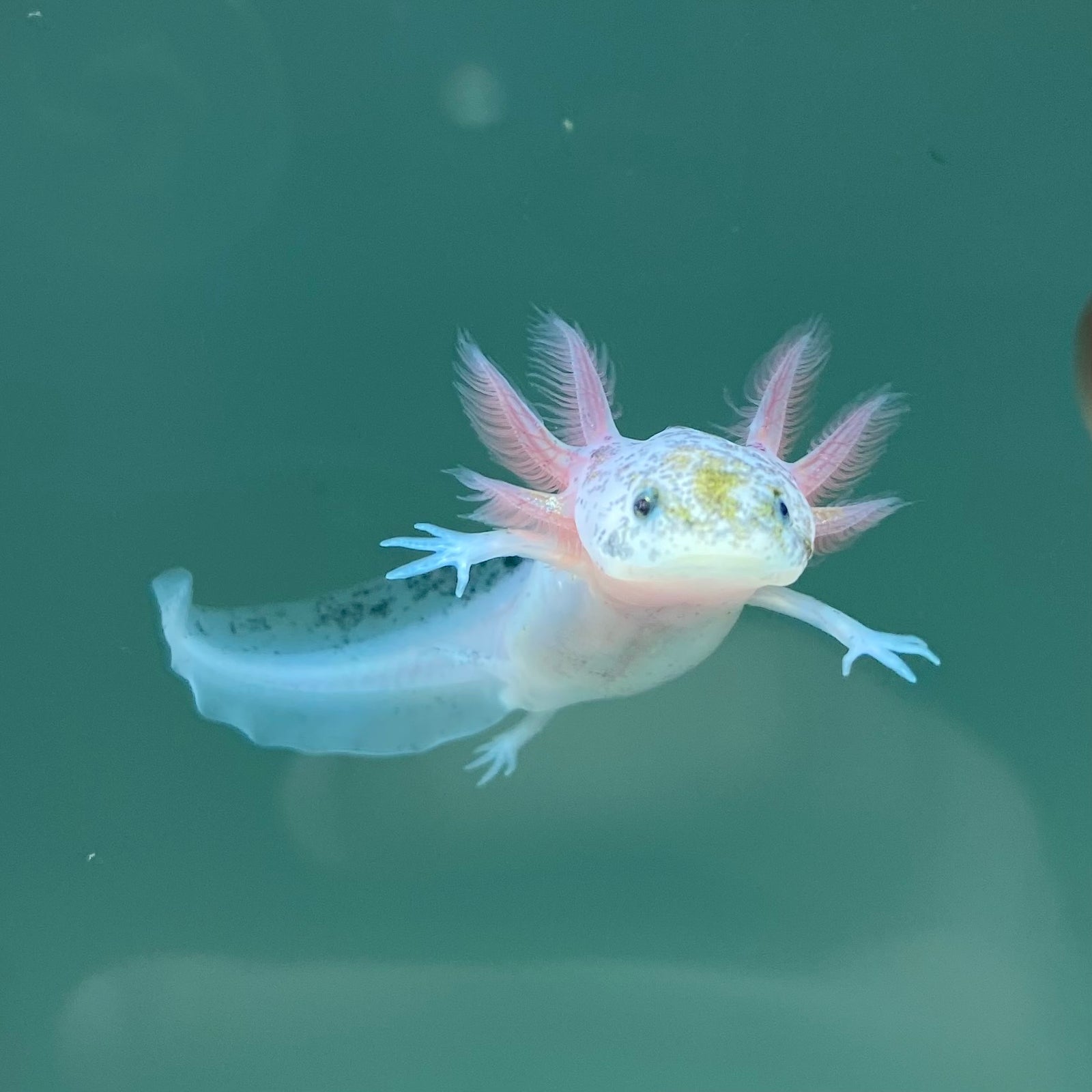 Dirty Leucistic Axolotl Axolotls For Sale Axolotl