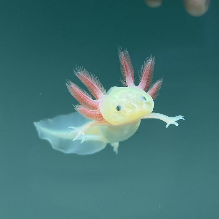 GFP Leucistic Axolotl | Axolotls For Sale | Axolotl Planet