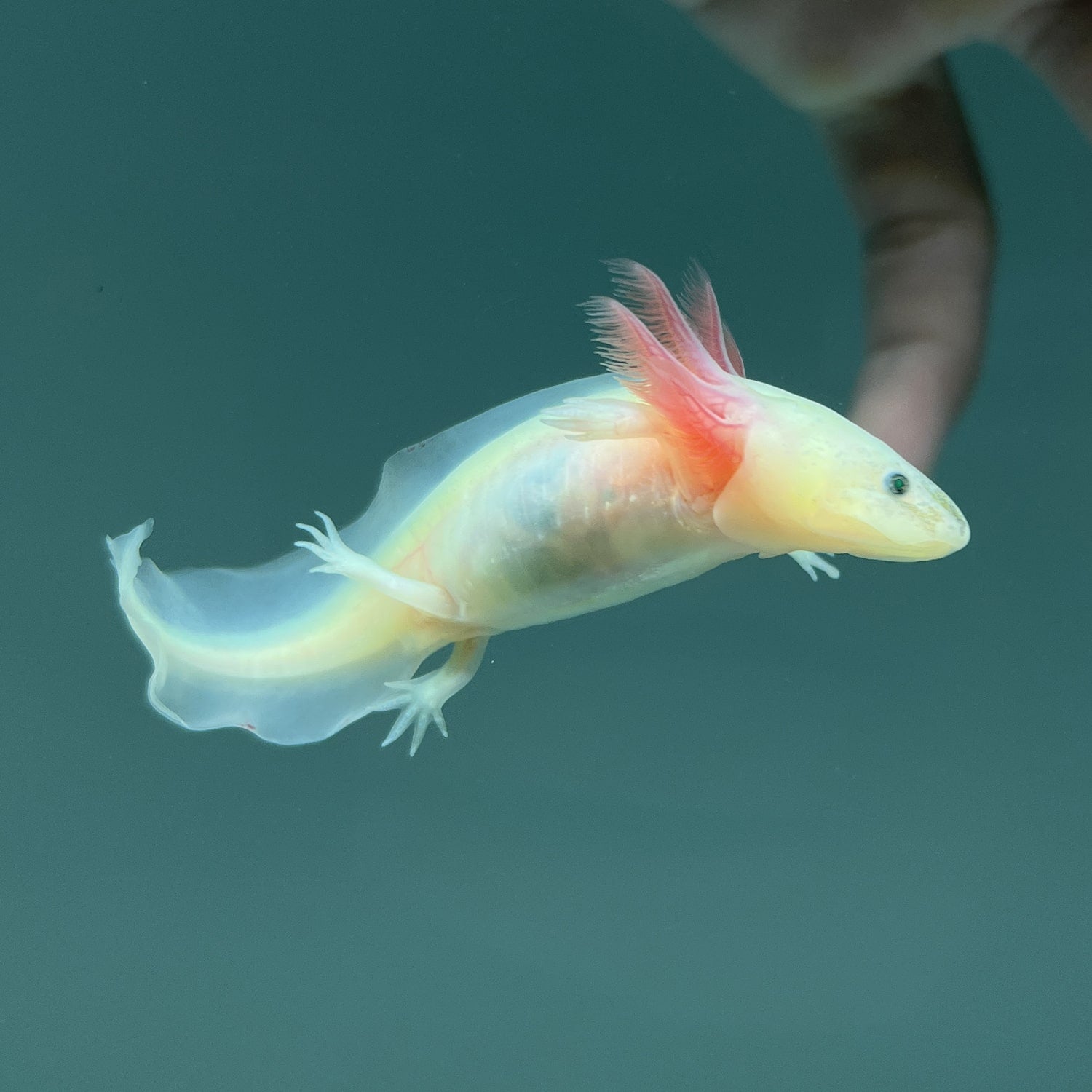 GFP Leucistic Axolotl | Axolotls For Sale | Axolotl Planet