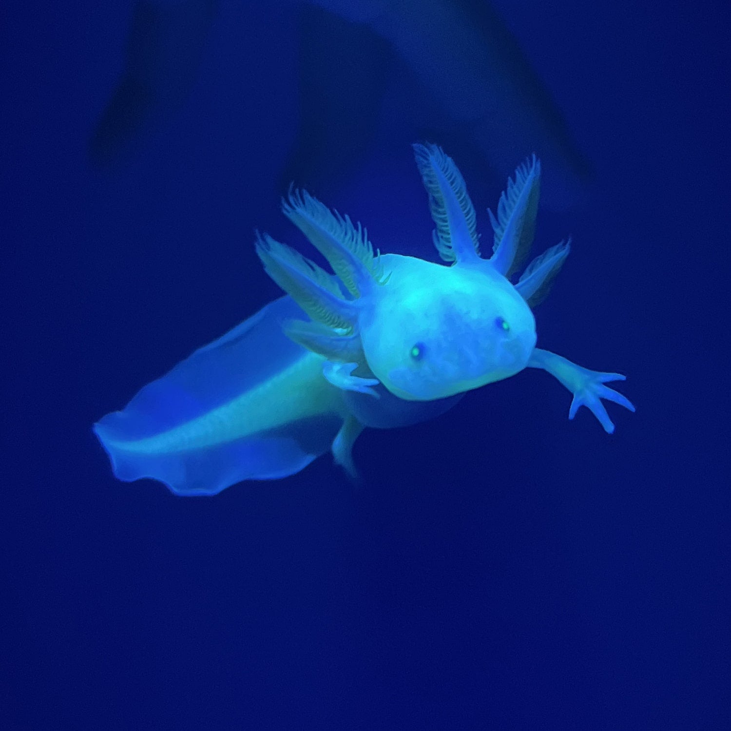 GFP Leucistic Axolotl | Axolotls For Sale | Axolotl Planet