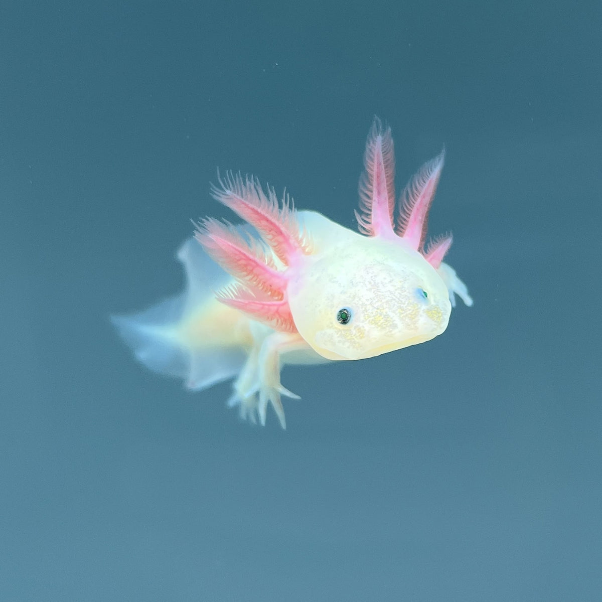 GFP Leucistic Axolotl | Axolotls For Sale | Axolotl Planet