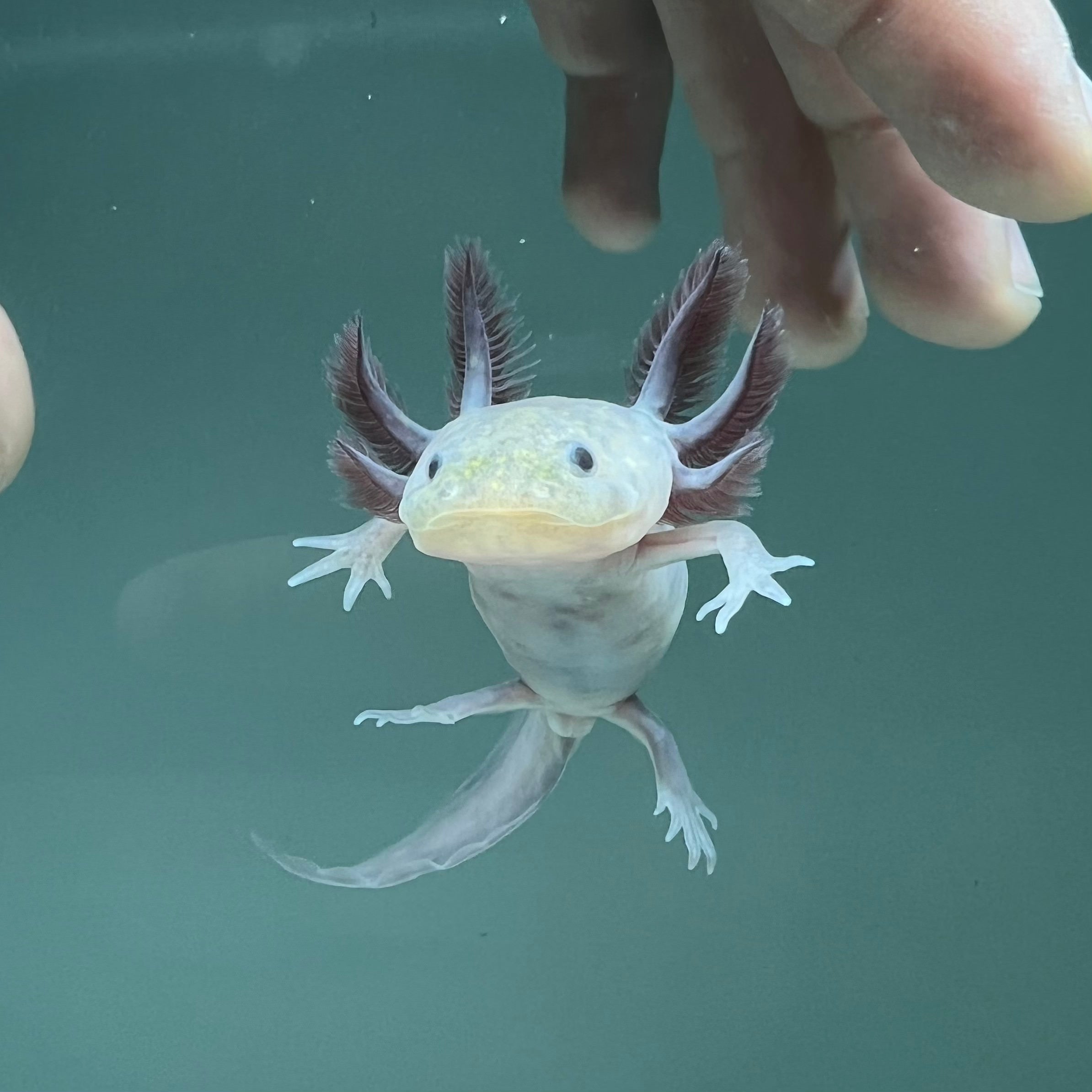 Hypomelanistic Melanoid Axolotl from Axolotl Planet