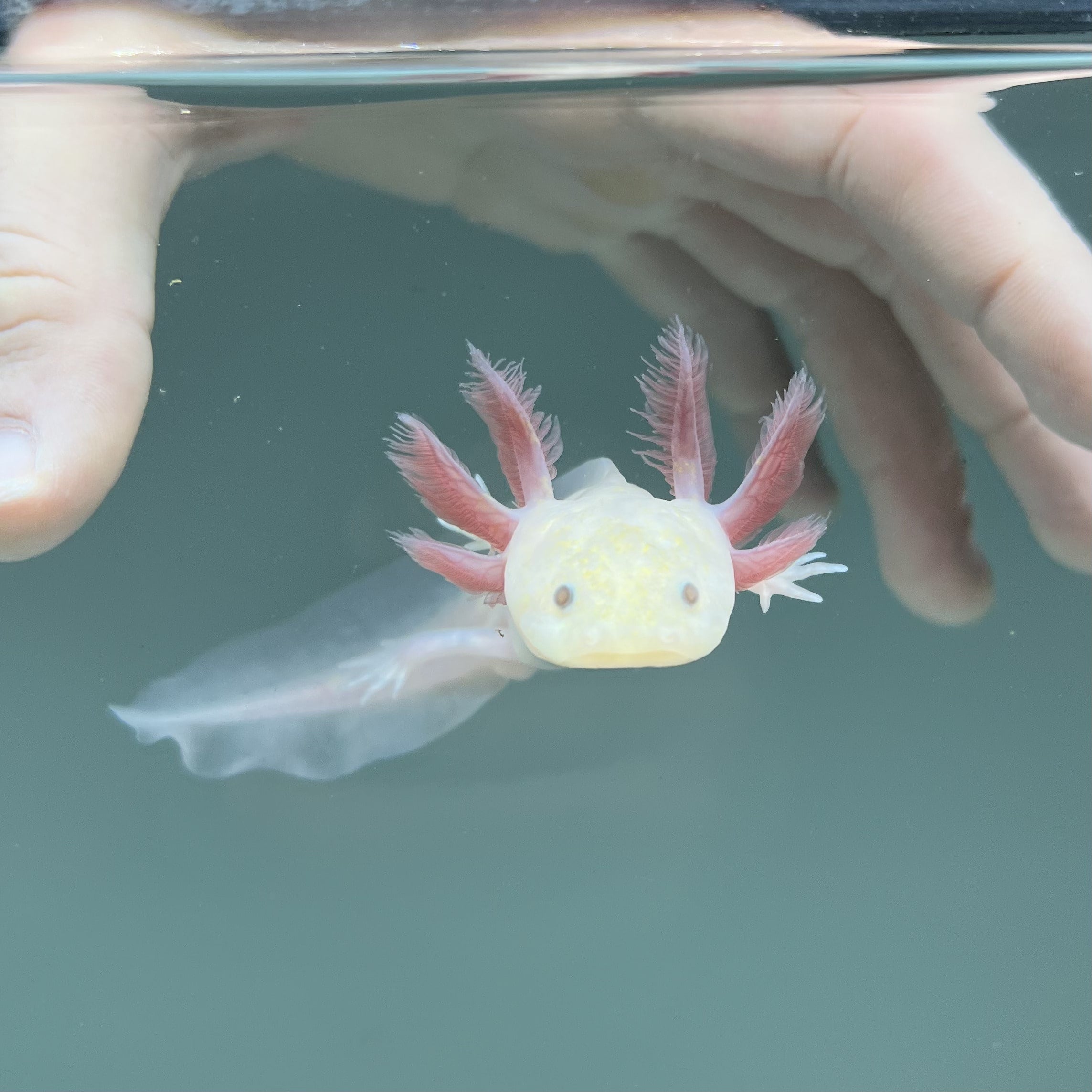 Light Hypomelanistic Melanoid Axolotl