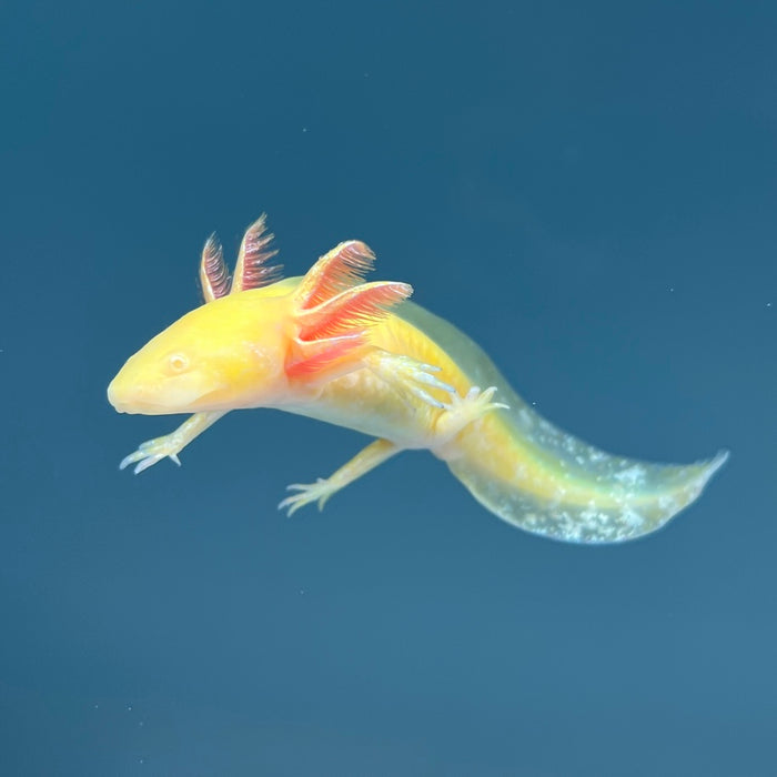 GFP Golden Albino Axolotl Axolotls For Sale Axolotl