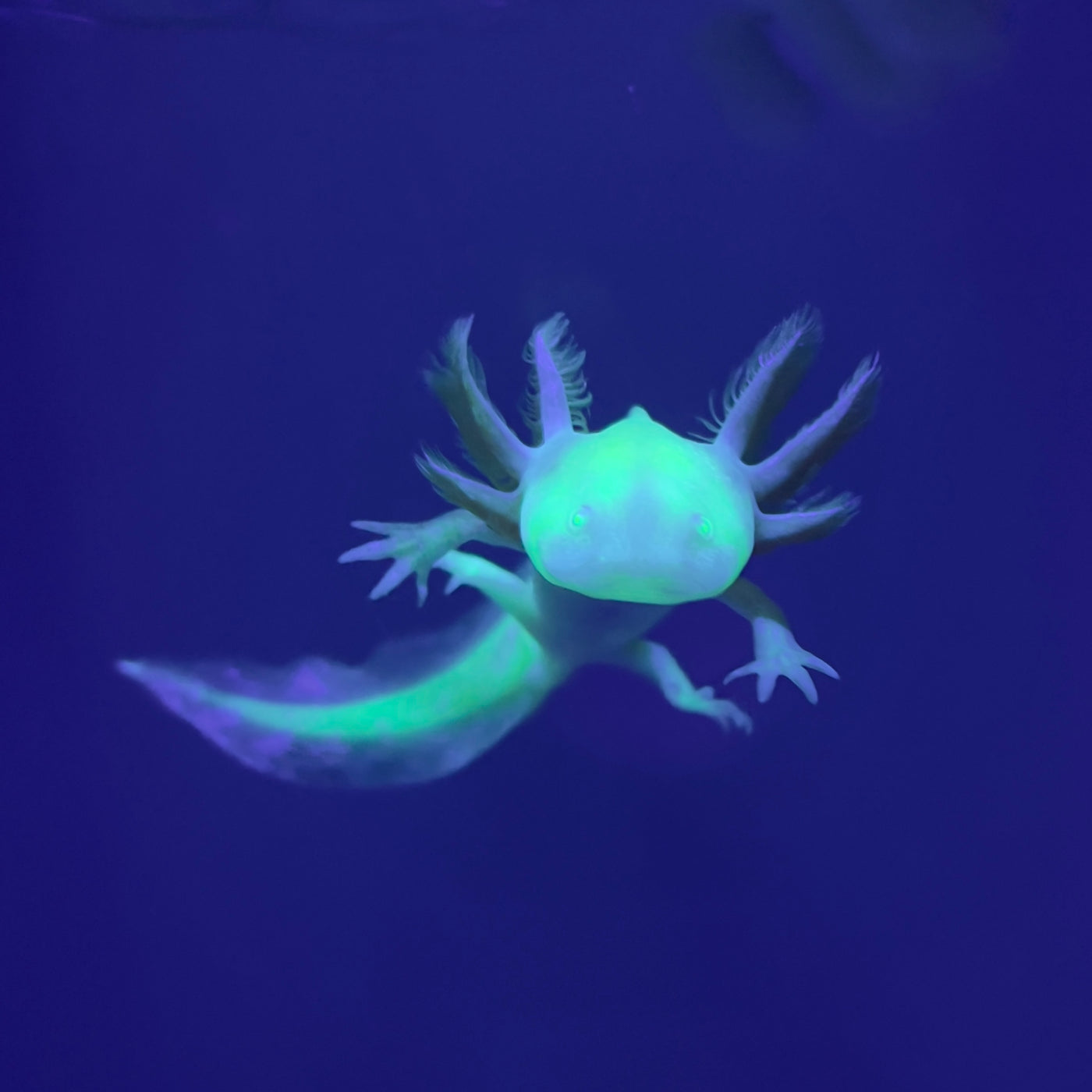 GFP Golden Albino Axolotl | Axolotls For Sale | Axolotl Planet