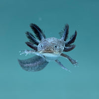 Rescue Axolotls