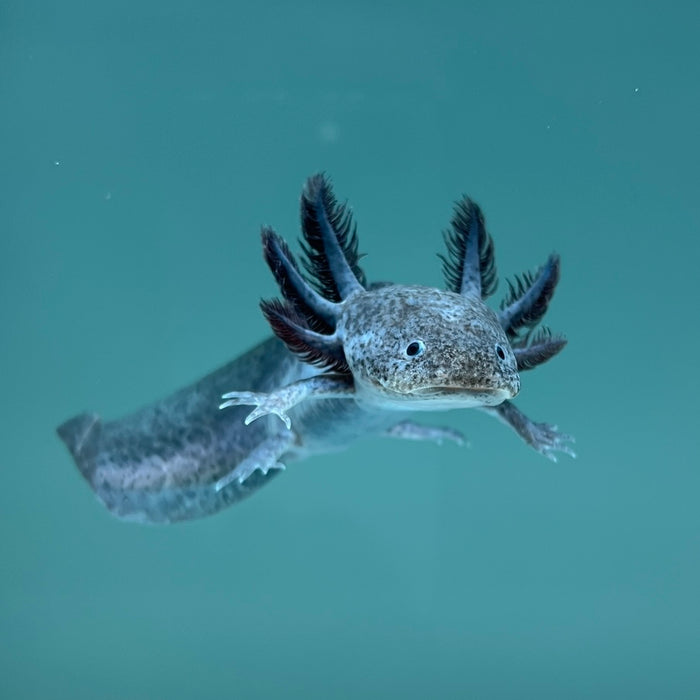 Axanthic Axolotl Axolotls For Sale Axolotl