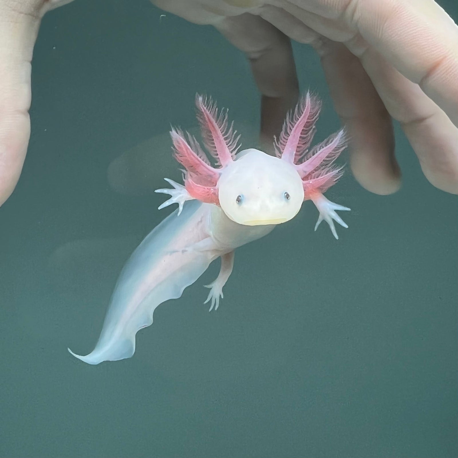 Leucistic Axolotl | Axolotls For Sale | Axolotl Planet