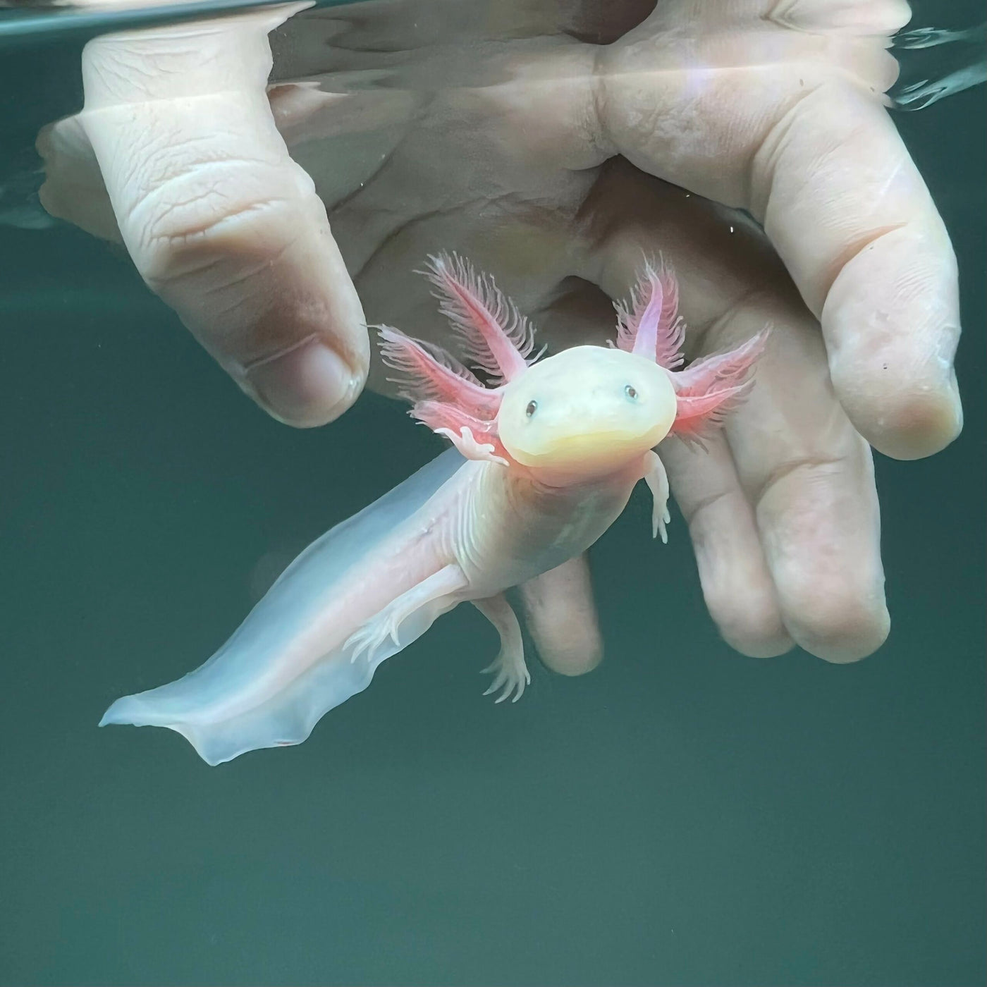 Leucistic Axolotl | Axolotls For Sale | Axolotl Planet