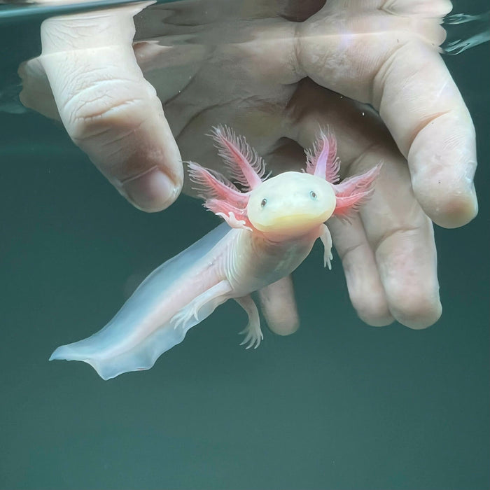 Leucistic Axolotl Axolotls For Sale Axolotl