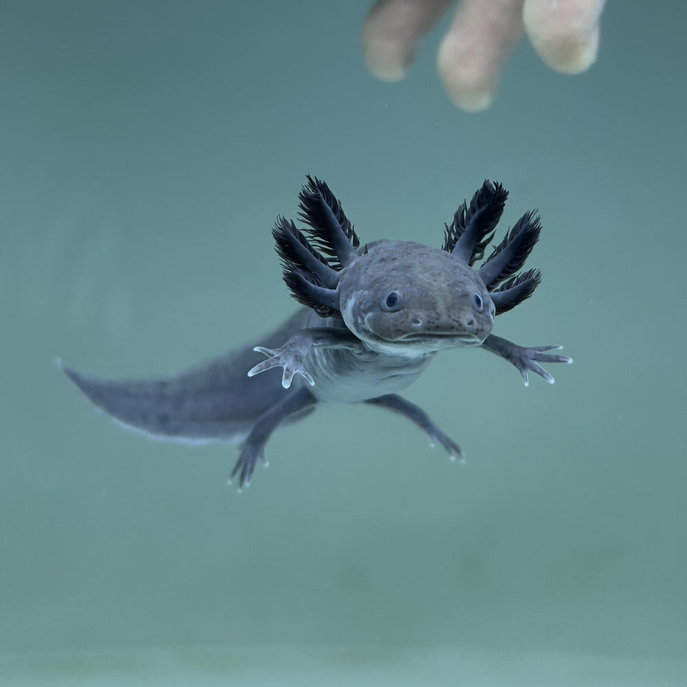 Melanoid Axolotl Axolotls For Sale Axolotl Planet